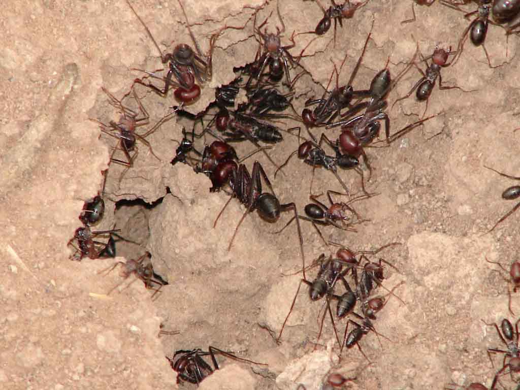 مورچه های شرهانی 